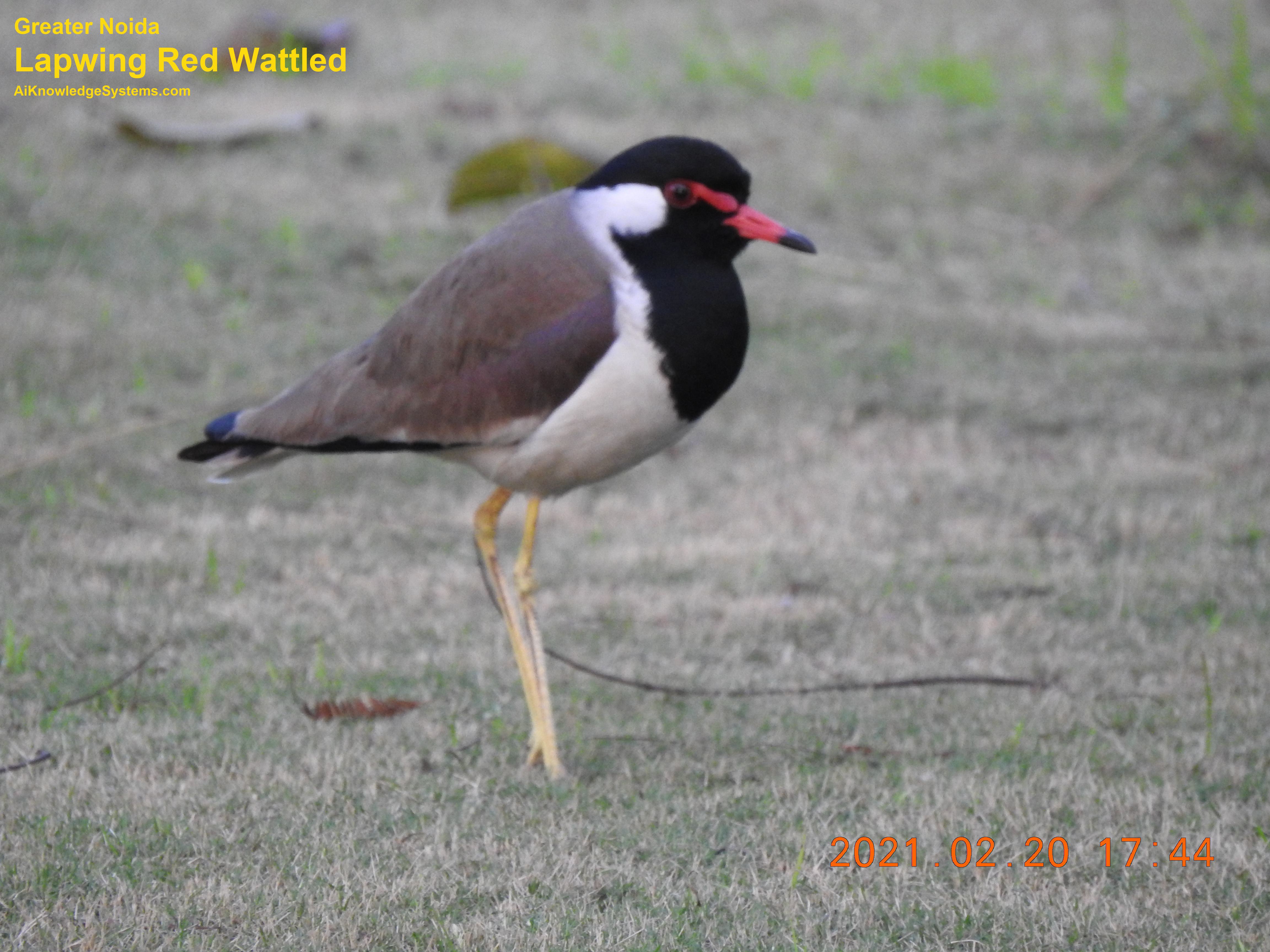 Lapwing Red Wattled (12) Coming Soon